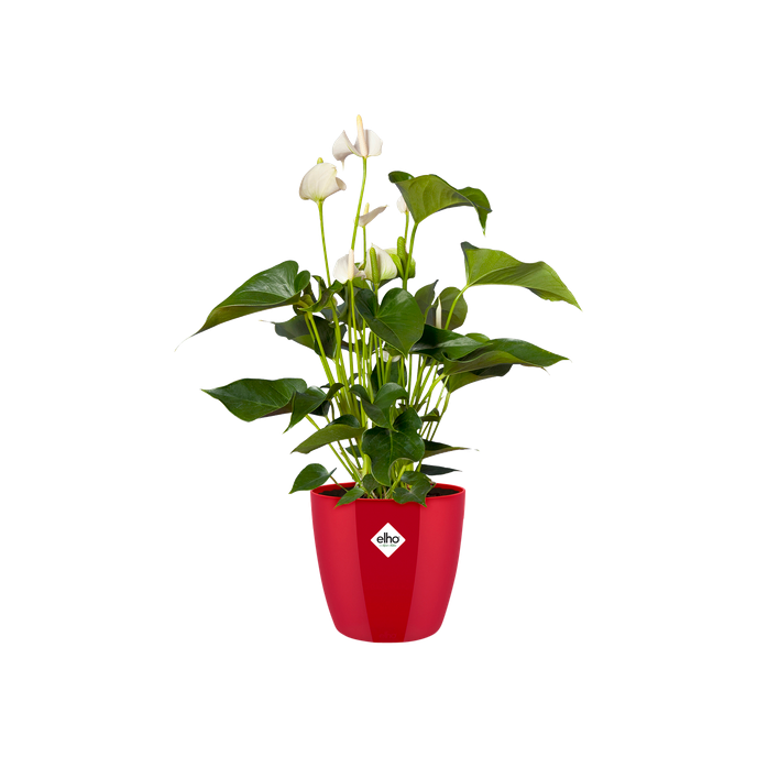brussels diamond rond 30cm lovely red